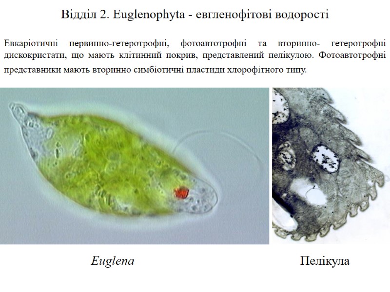 Euglena Пелікула Відділ 2. Euglenophyta - евгленофітові водорості  Евкаріотичні первинно-гетеротрофні, фотоавтотрофні та вторинно-